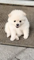 Max, a male Pomeranian for sale in Westfield, MA – 4 of 5