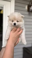 Snowflake, a female Pomeranian for sale in Westfield, MA – 2 of 4