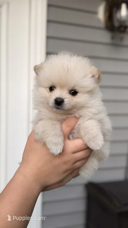 Nacho – Pomeranian puppy for sale in Westfield, MA