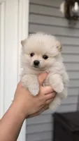 Nacho, a male Pomeranian for sale in Westfield, MA – 1 of 5