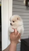 Waffles, a female Pomeranian for sale in Westfield, MA – 3 of 3