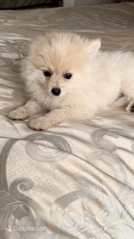 Waffles – Pomeranian puppy for sale in Westfield, MA