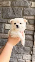 Frosty (price is negotiable), a male Maltese and Pomeranian for sale in Westfield, MA – Photo 5 of 5