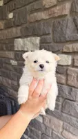 Frosty (price is negotiable), a male Maltese and Pomeranian for sale in Westfield, MA – Photo 4 of 5