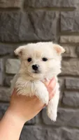 Frosty (price is negotiable), a male Maltese and Pomeranian for sale in Westfield, MA – Photo 3 of 5