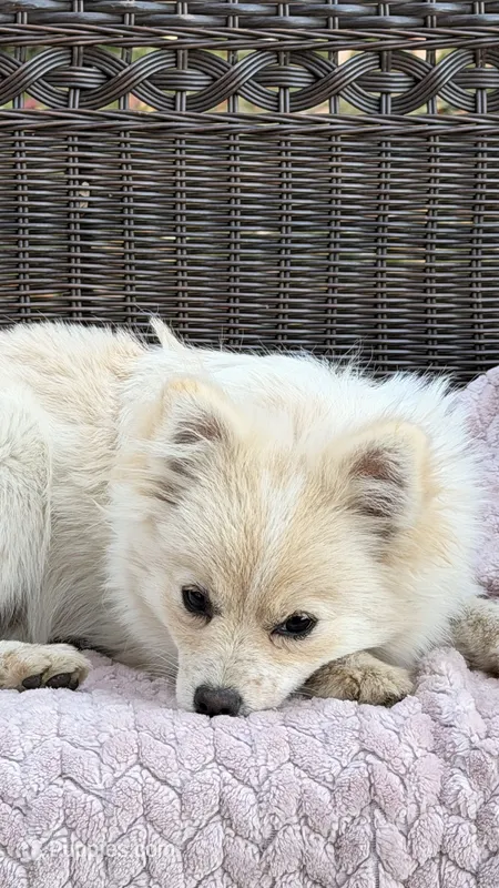 Waffles (needs home asap) – Pomeranian puppy for sale in Westfield, MA