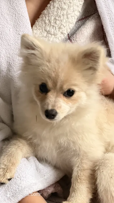 Waffles (needs home asap) – Pomeranian puppy for sale in Westfield, MA