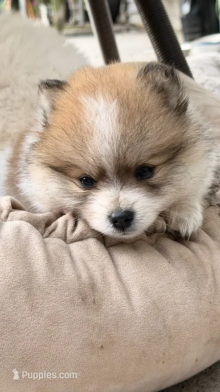 Hershey – Pomeranian puppy for sale in Westfield, MA