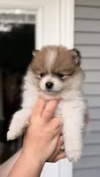 Hershey, a male Pomeranian for sale in Westfield, MA – 3 of 4