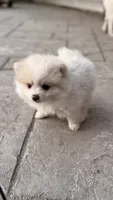 Waffles, a female Pomeranian for sale in Westfield, MA – 2 of 3