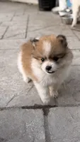 Hershey, a male Pomeranian for sale in Westfield, MA – 4 of 4