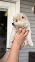 Snowflake, a female Pomeranian for sale in Westfield, MA – 4 of 4