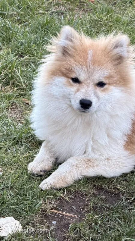 Hershey (needs home asap)  – Pomeranian puppy for sale in Westfield, MA