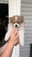 Hershey, a male Pomeranian for sale in Westfield, MA – 2 of 4