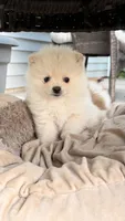 Nacho, a male Pomeranian for sale in Westfield, MA – 4 of 5