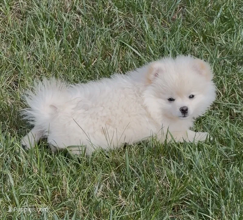 Nacho  – Pomeranian puppy for sale in Westfield, MA