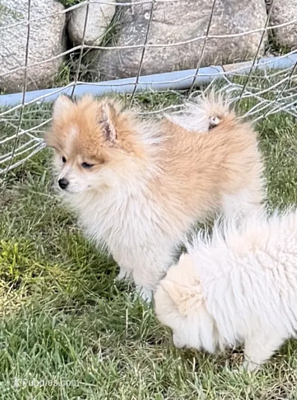 Hershey – Pomeranian puppy for sale in Westfield, MA