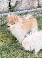 Hershey, a male Pomeranian for sale in Westfield, MA – 1 of 2