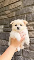 Max (price is negotiable), a male Maltese and Pomeranian for sale in Westfield, MA – Photo 3 of 3