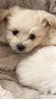 Max (price is negotiable), a male Maltese and Pomeranian for sale in Westfield, MA – Photo 1 of 3