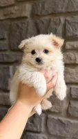 Max (price is negotiable), a male Maltese and Pomeranian for sale in Westfield, MA – Photo 2 of 3