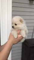Nacho, a male Pomeranian for sale in Westfield, MA – 3 of 5