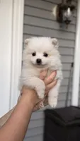 Max, a male Pomeranian for sale in Westfield, MA – 1 of 5