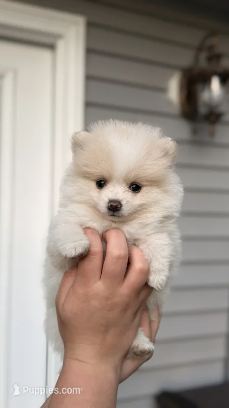 Waffles – Pomeranian puppy for sale in Westfield, MA