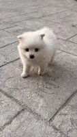 Max, a male Pomeranian for sale in Westfield, MA – 3 of 5