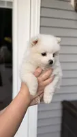 Max, a male Pomeranian for sale in Westfield, MA – 2 of 5