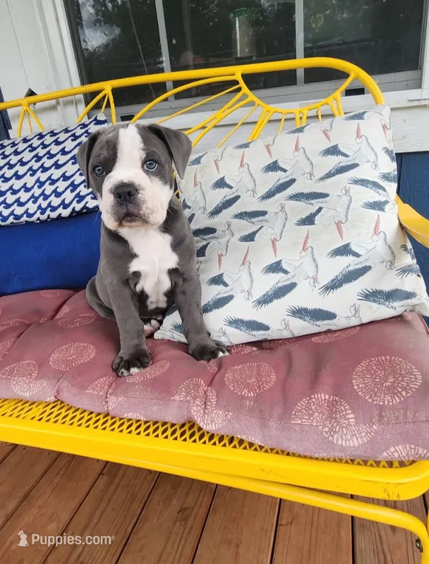 Butterfinger – Olde English Bulldogge puppy for sale in Trinity, TX