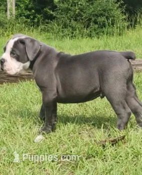 Butterfinger – Olde English Bulldogge puppy for sale in Trinity, TX