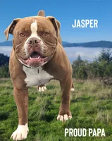 Butterfinger, a male Olde English Bulldogge for sale in Trinity, TX – 2 of 2