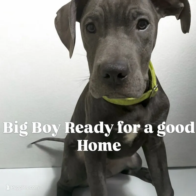 Green collar – Cane Corso puppy for sale in Holiday, FL