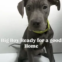 Green collar, a male Cane Corso for sale in Holiday, FL – 1 of 4