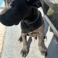 Blue collar( Justice), a male Cane Corso for sale in Holiday, FL – 3 of 4