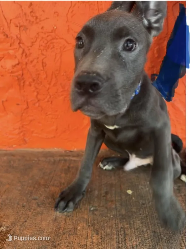 Blue collar( Justice)