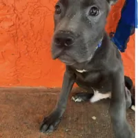 Blue collar( Justice), a male Cane Corso for sale in Holiday, FL – 2 of 4