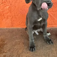 Blue collar( Justice), a male Cane Corso for sale in Holiday, FL – 4 of 4