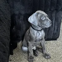 Black collar (Lightning), a male Cane Corso for sale in Holiday, FL – 3 of 4