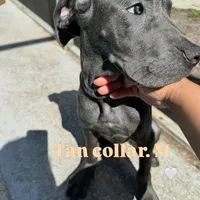 Black collar (Lightning), a male Cane Corso for sale in Holiday, FL – 4 of 4