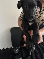 Pink collar( Star), a female Cane Corso for sale in Holiday, FL – Photo 4 of 4