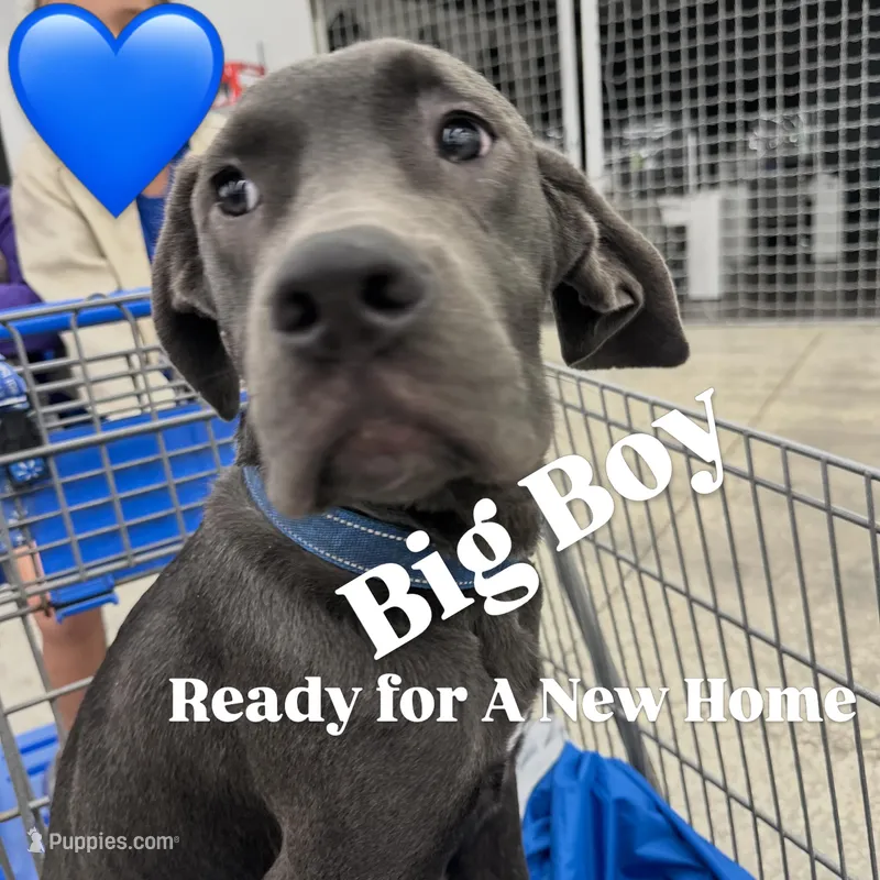 Blue collar( Justice) – Cane Corso puppy for sale in Holiday, FL