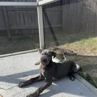 Green collar, a male Cane Corso for sale in Holiday, FL – 4 of 4