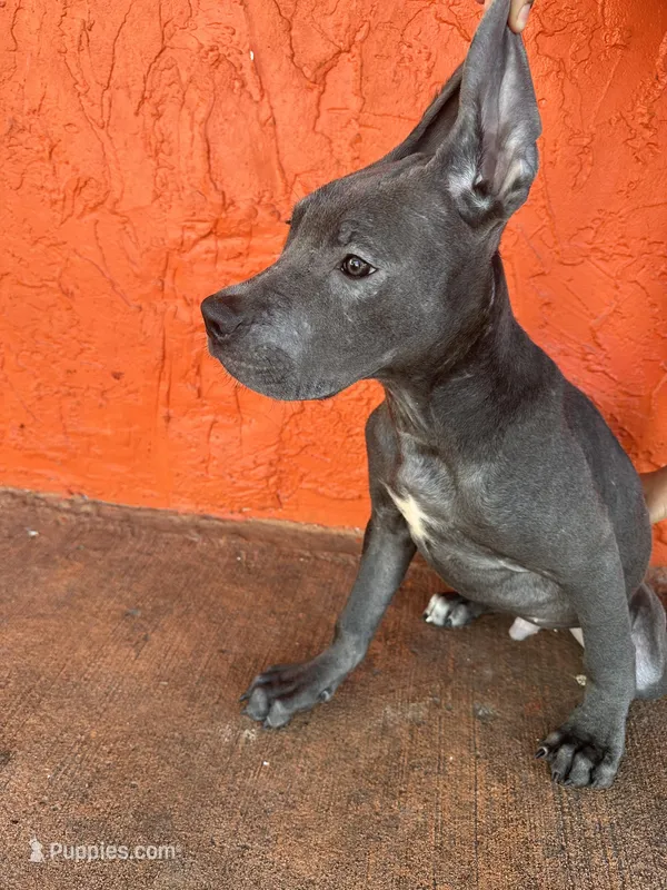 Green collar – Cane Corso puppy on hold in Holiday, FL