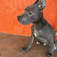 Green collar, a male Cane Corso for sale in Holiday, FL – 2 of 4