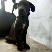 Green collar, a male Cane Corso for sale in Holiday, FL – 3 of 4