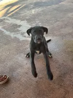 Violet collar (violet), a female Cane Corso for sale in Holiday, FL – Photo 5 of 5