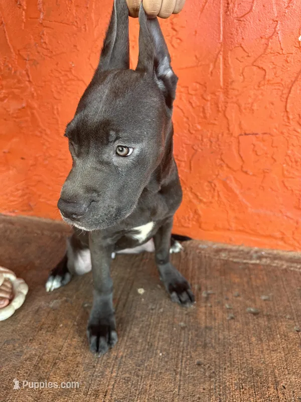 Violet collar (violet)