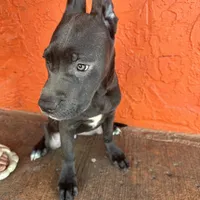 Violet collar (violet), a female Cane Corso for sale in Holiday, FL – 2 of 4